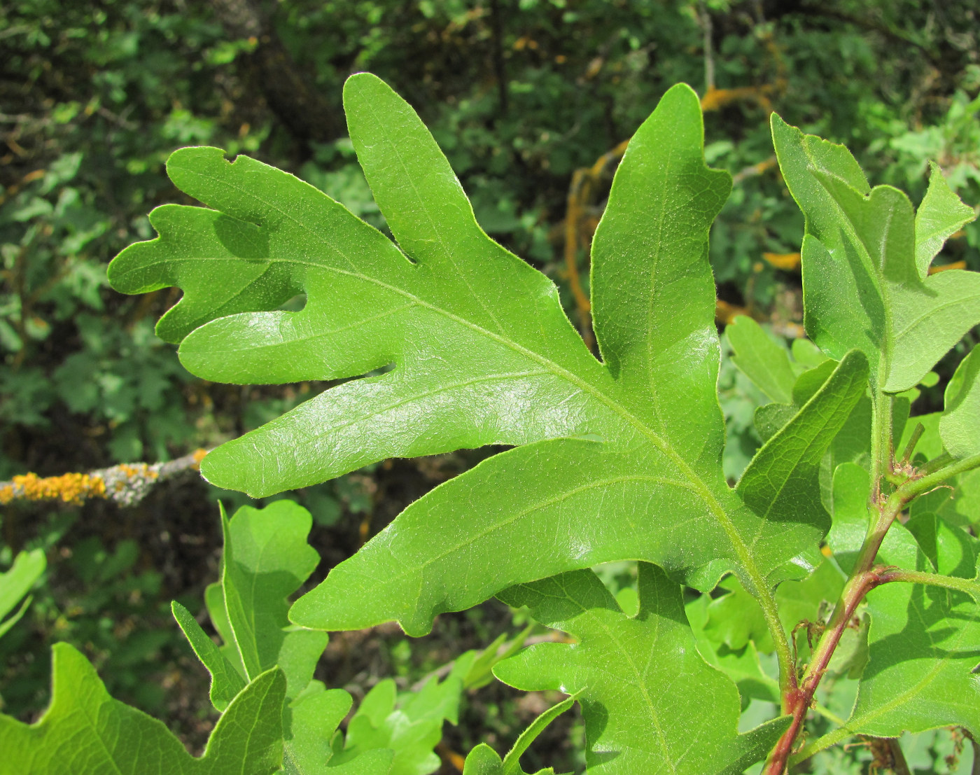 Изображение особи Quercus pubescens.