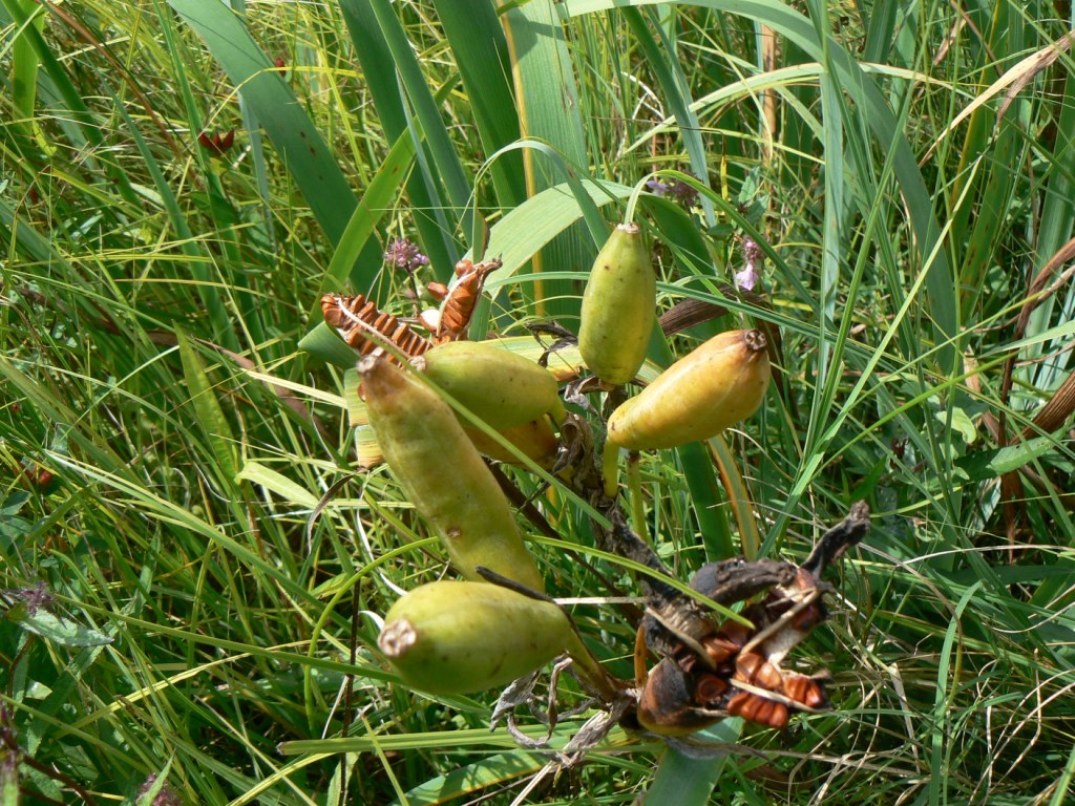 Image of Iris laevigata specimen.