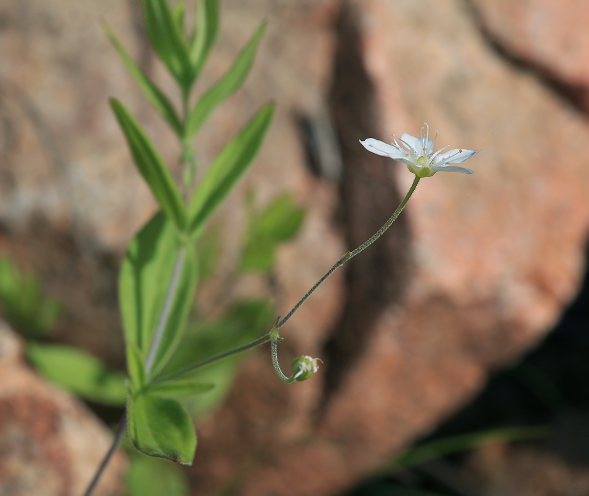 Изображение особи Moehringia lateriflora.