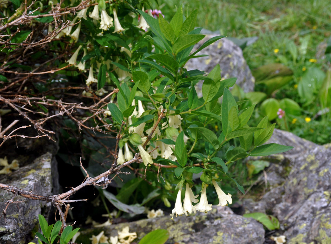 Image of Lonicera hispida specimen.