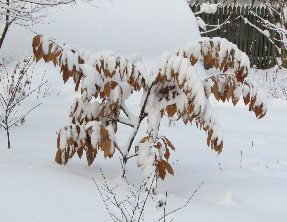 Изображение особи Castanea mollissima.