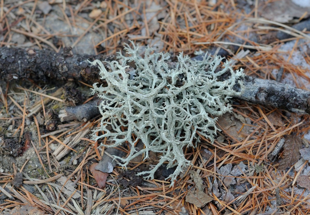 Image of Evernia mesomorpha specimen.