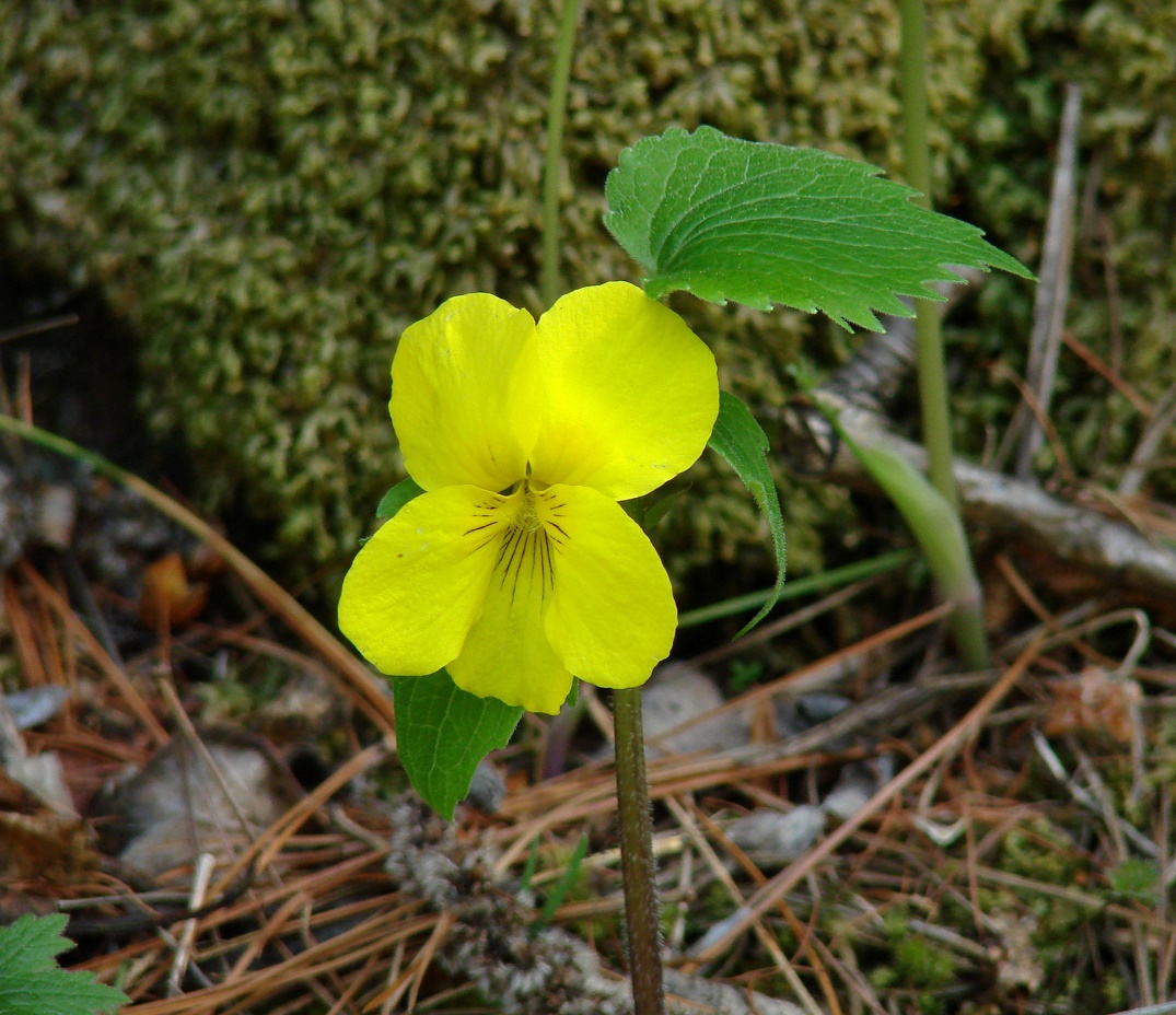 Image of Viola uniflora specimen.