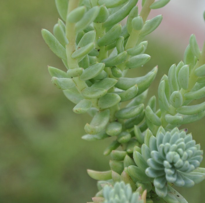 Image of Sedum sediforme specimen.