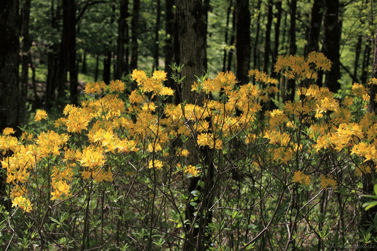Image of Rhododendron luteum specimen.