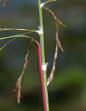 Phragmites japonicus