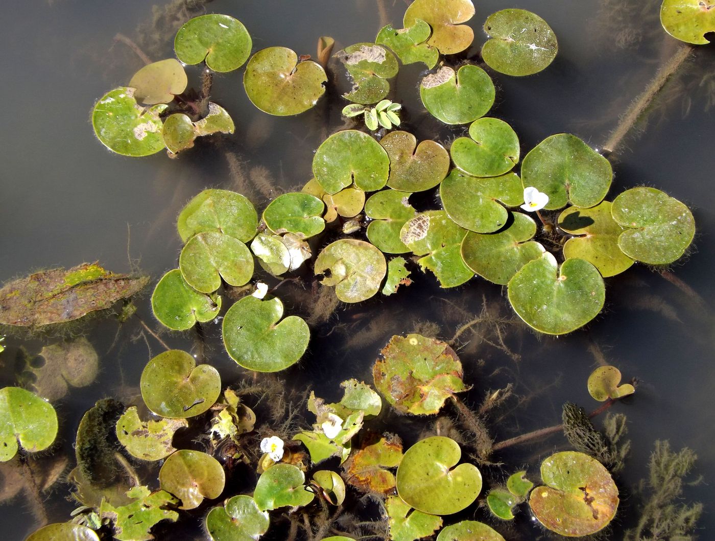 Image of Hydrocharis morsus-ranae specimen.