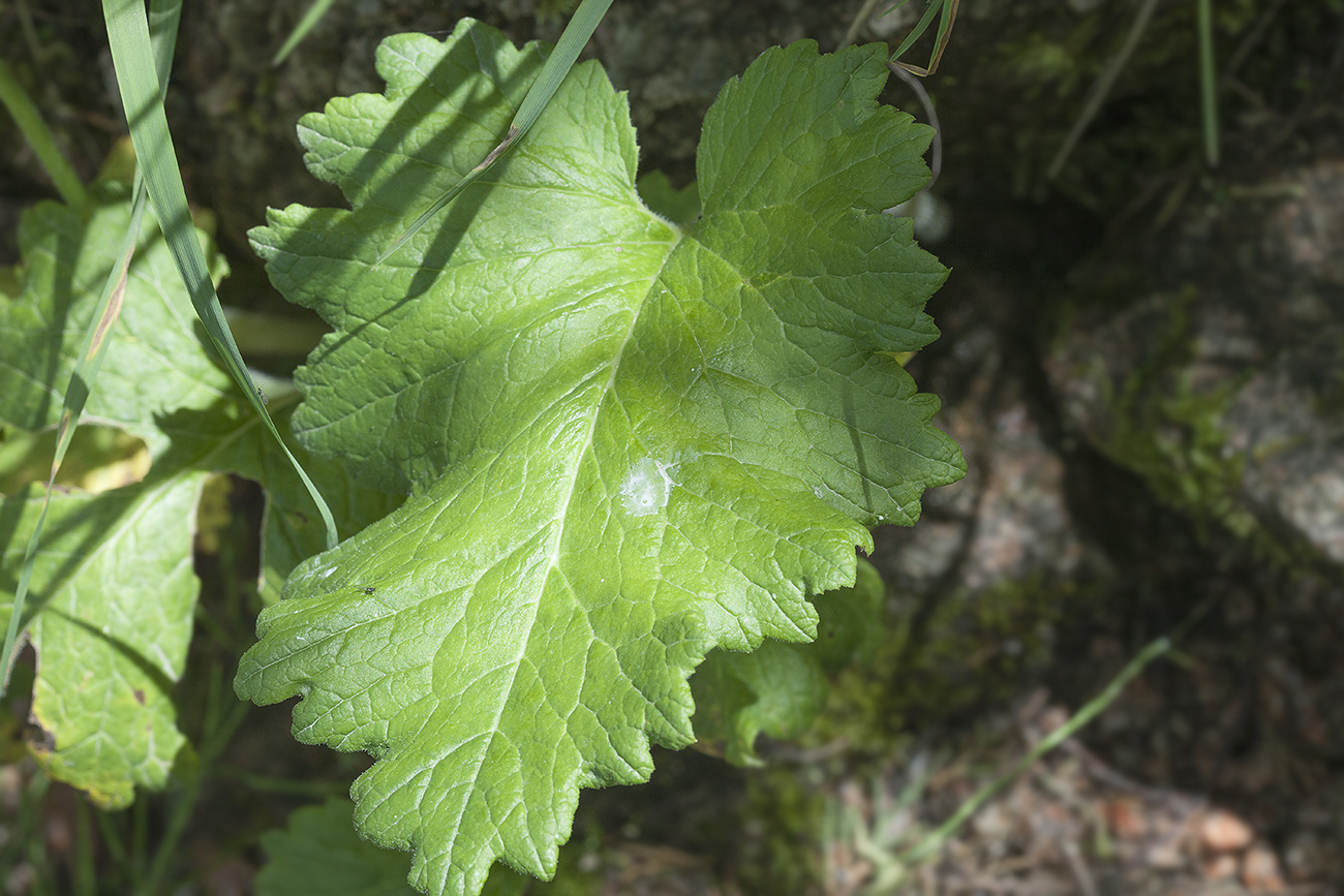 Image of Cortusa turkestanica specimen.