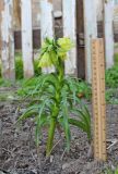 Fritillaria raddeana