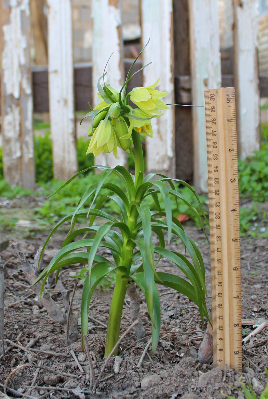 Image of Fritillaria raddeana specimen.