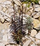Odontites cyprius