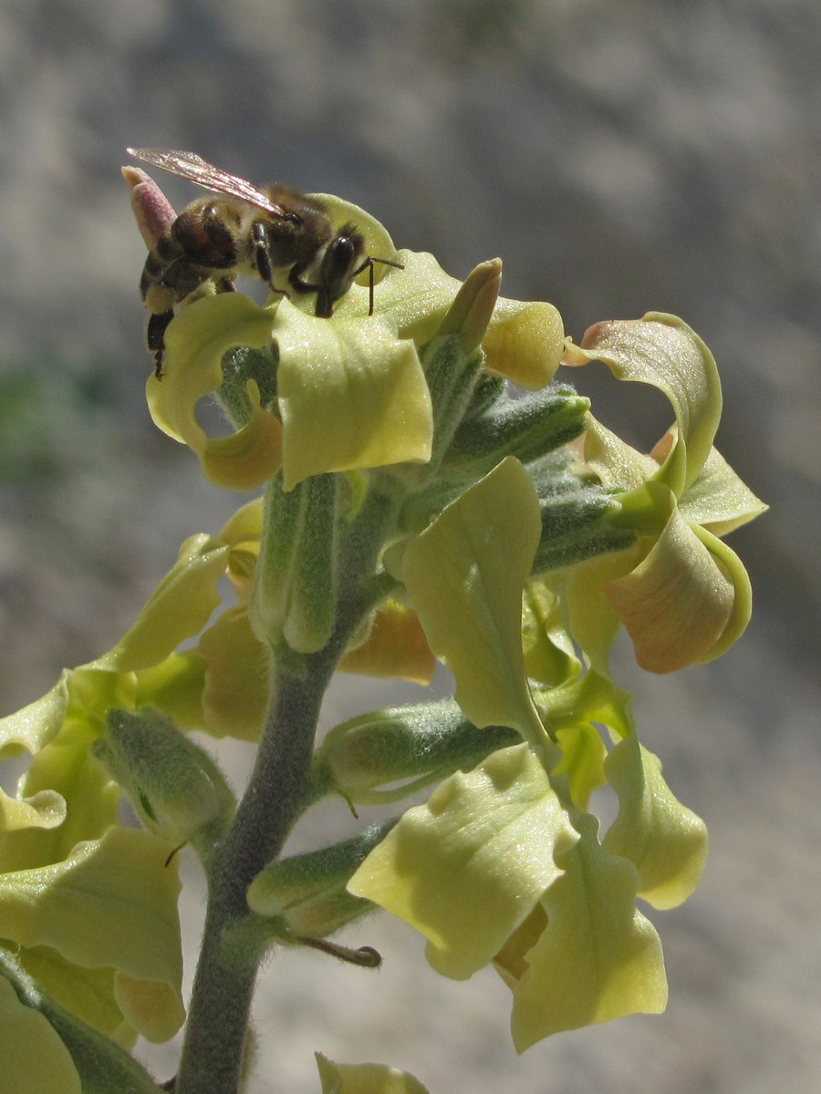 Изображение особи Matthiola odoratissima.