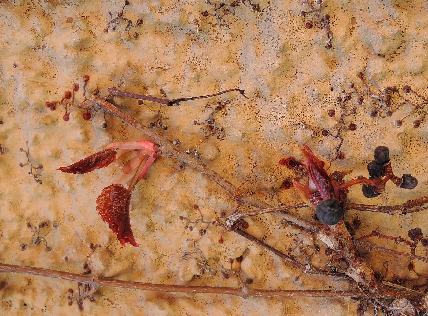 Image of Parthenocissus tricuspidata specimen.