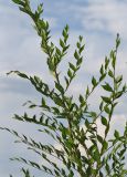 Ulmus pumila