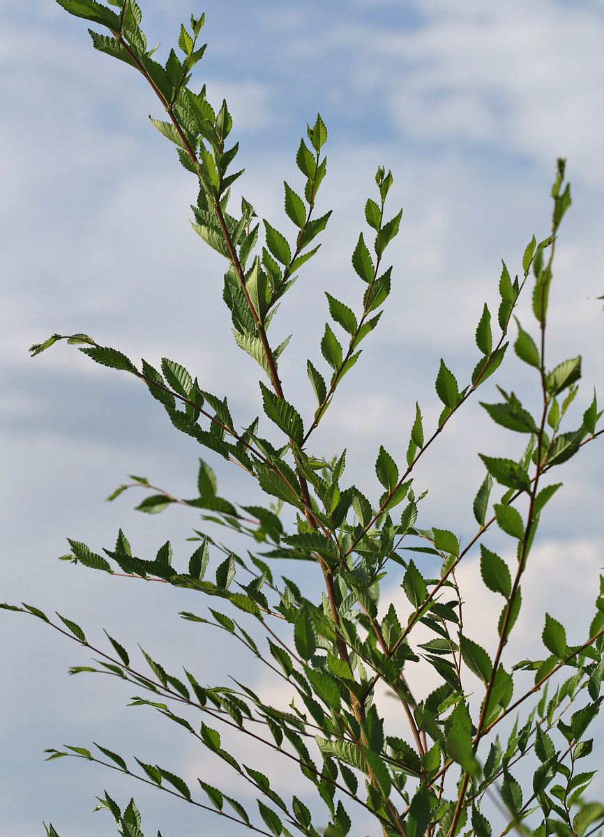 Изображение особи Ulmus pumila.