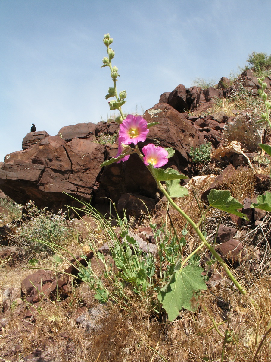 Изображение особи Alcea litwinowii.