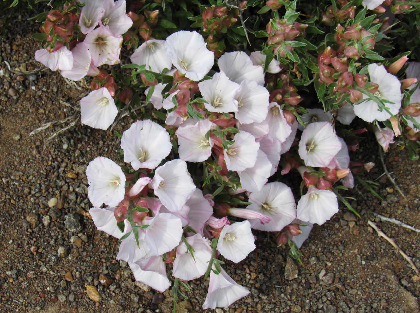 Изображение особи Convolvulus tragacanthoides.