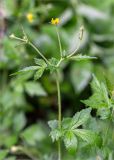 Geum urbanum. Верхушка цветущего растения. Ленинградская обл., Ломоносовский р-н, берег р. Шингарка, подлесок в смешанном лесу, обочина грунтовой дороги. 25.05.2019.