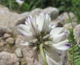 Astragalus alpinus