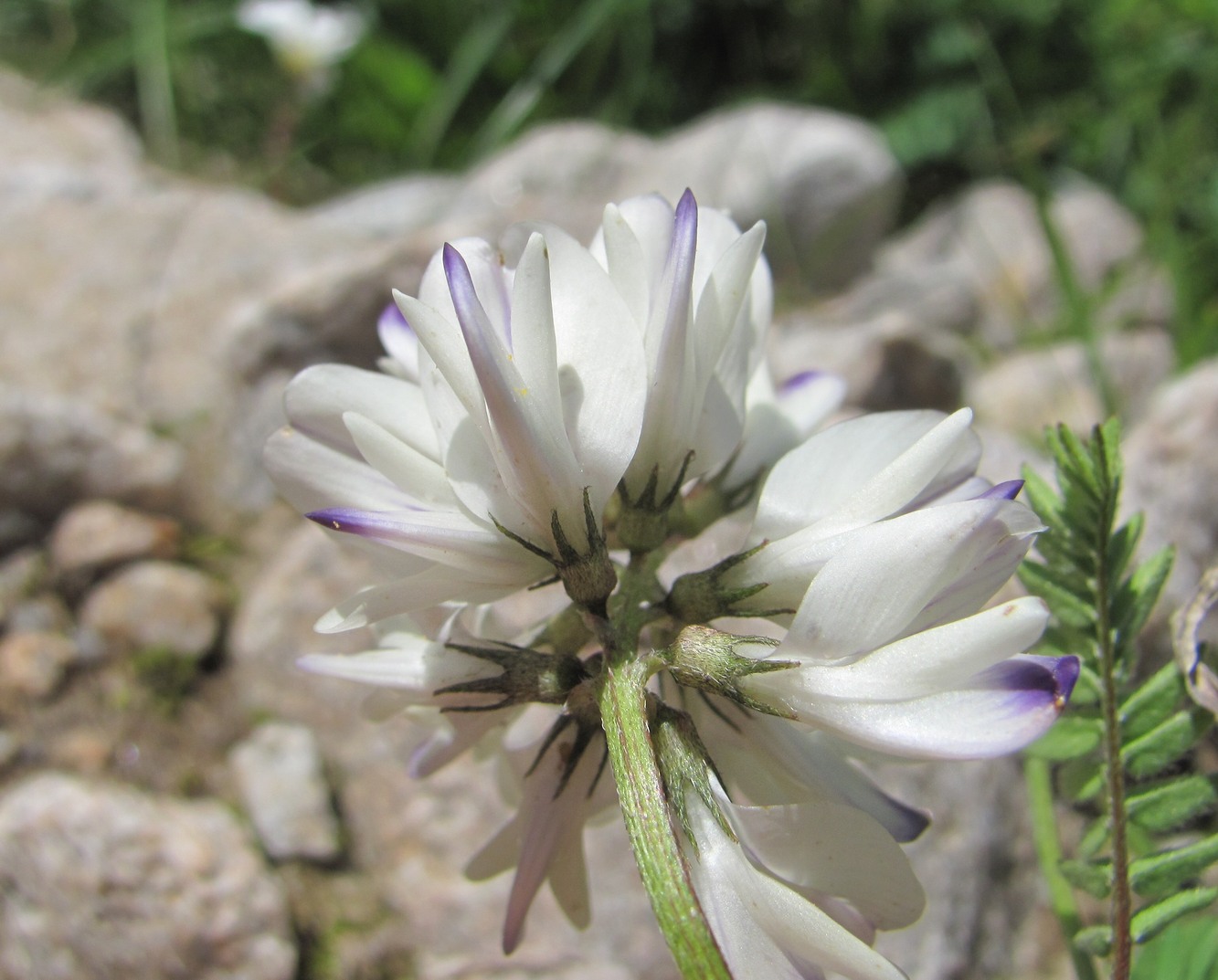 Изображение особи Astragalus alpinus.