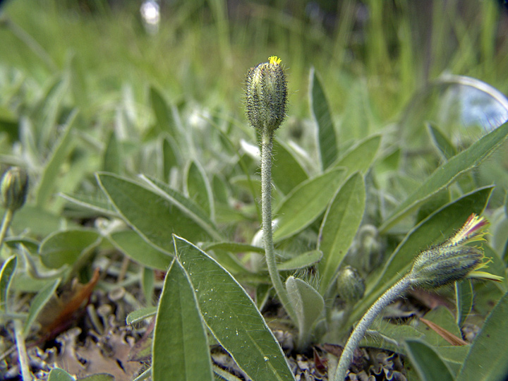 Изображение особи Pilosella officinarum.