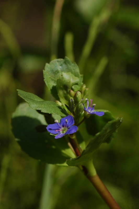Image of Veronica beccabunga ssp. muscosa specimen.