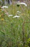 Daucus carota. Цветущие и плодоносящее растения. Санкт-Петербург, Невский р-н, окр. ж.-д. ст. «Обухово», луговина около ж.-д. полотна. 29.07.2019.