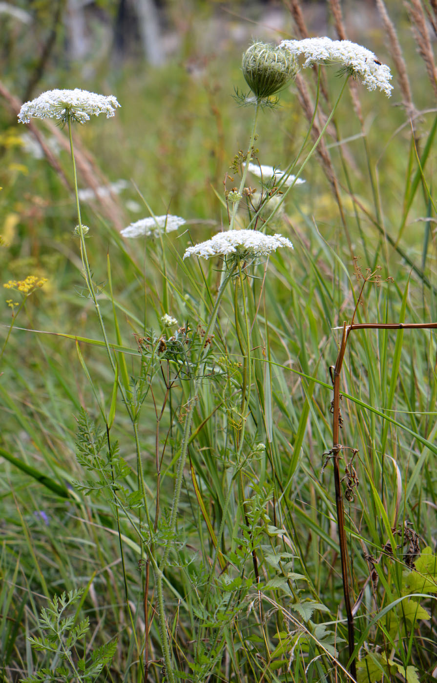 Image of Daucus carota specimen.