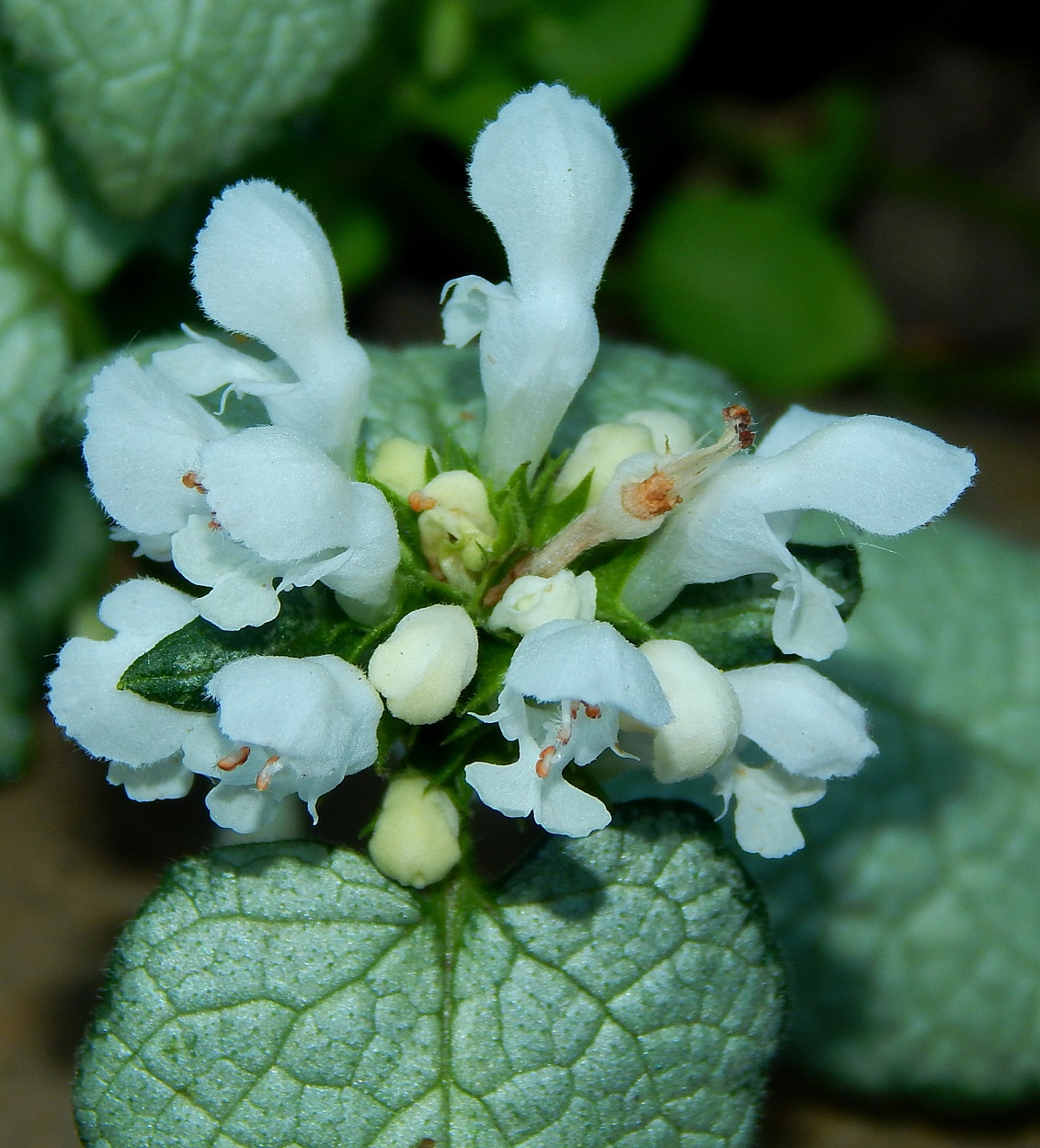 Image of Lamium maculatum specimen.