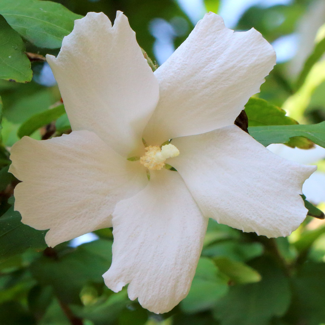 Image of Hibiscus syriacus specimen.