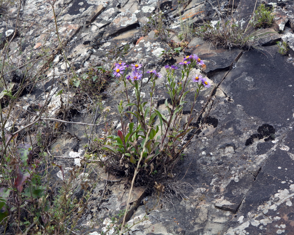 Image of genus Aster specimen.