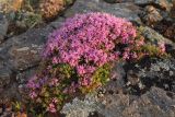 род Thymus