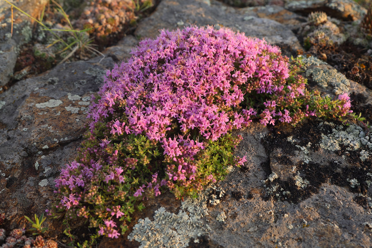 Изображение особи род Thymus.