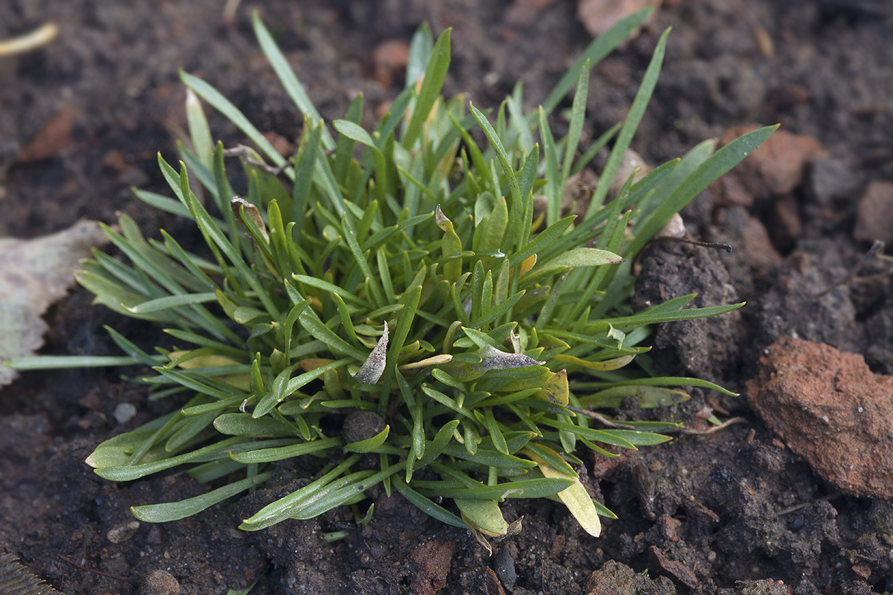 Изображение особи Silene graminifolia.