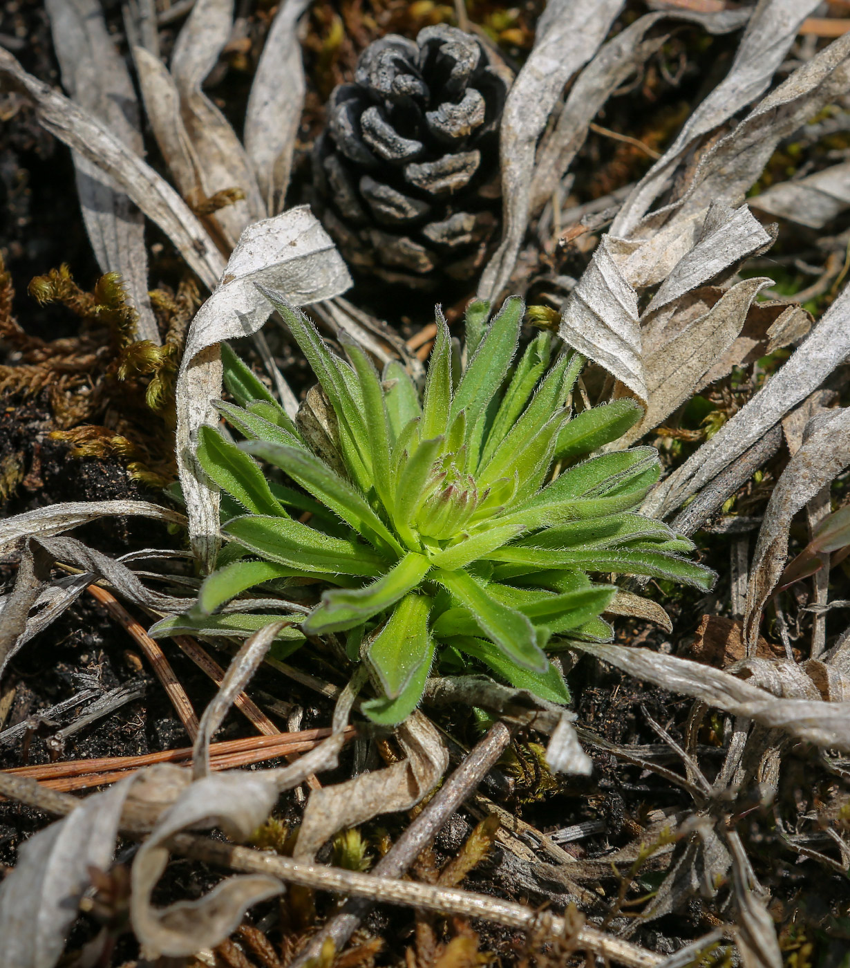 Изображение особи семейство Asteraceae.