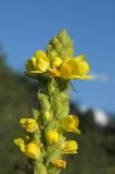 Image of taxon representative. Author is Владимир Эпиктетов