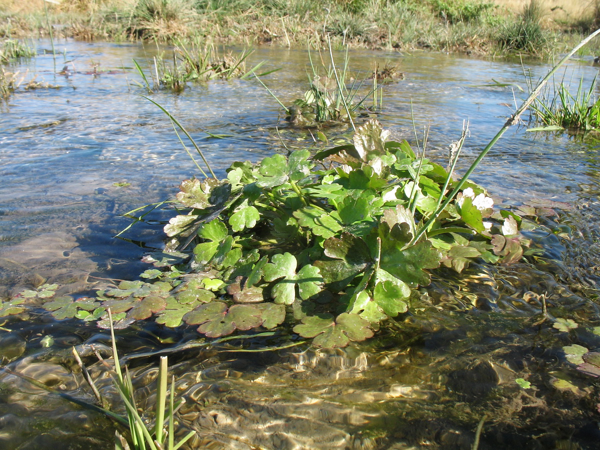 Image of Ranunculus sceleratus specimen.