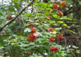 Viburnum opulus. Веточка с незрелыми соплодиями. Беларусь, Витебская обл., ландшафтно-гидрологический заказник \"Глубокский Мох\", берег оз. Рытовно, смешанный лес (в составе Picea, Betula, Populus tremula). 01.08.2019.