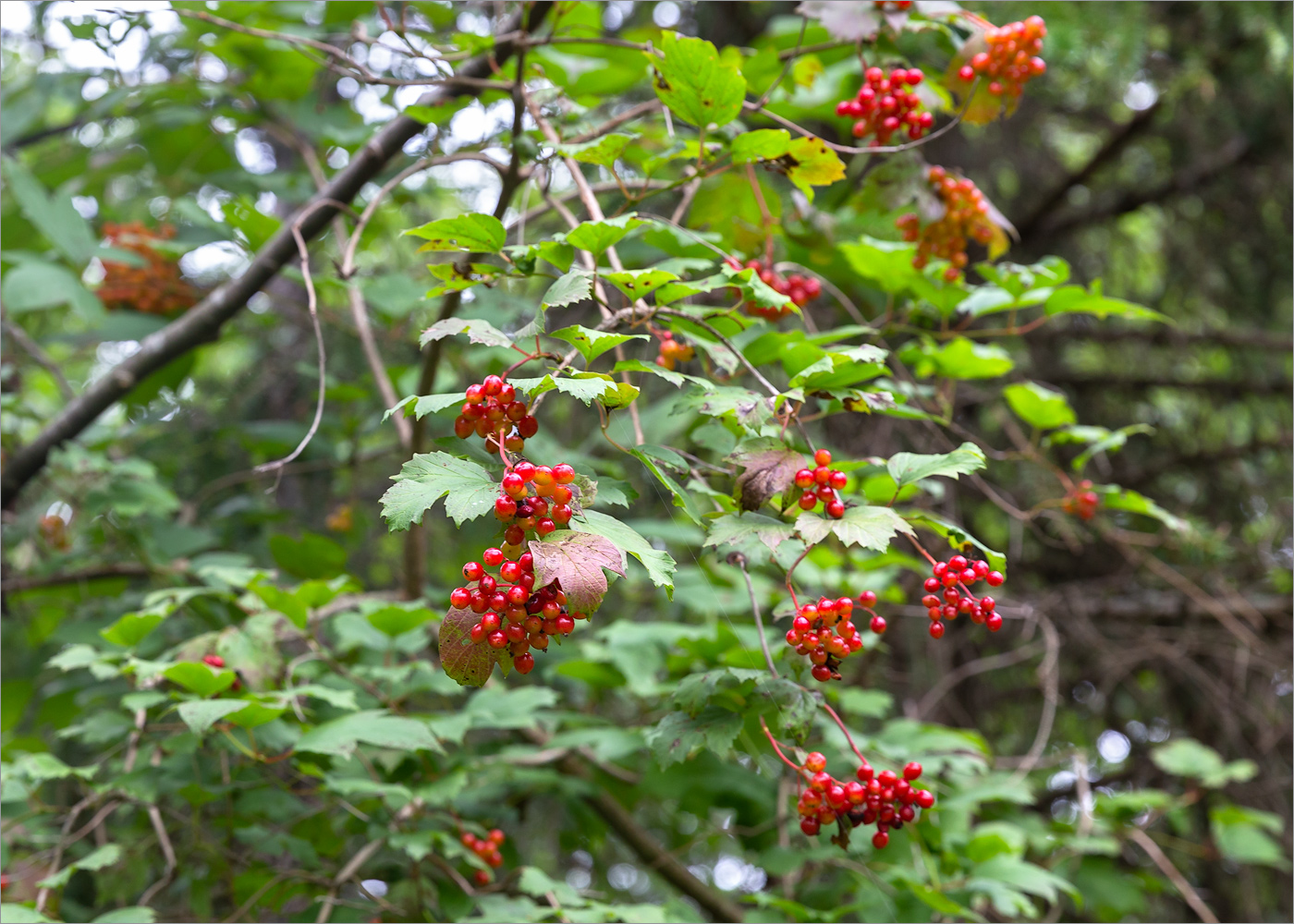 Image of Viburnum opulus specimen.