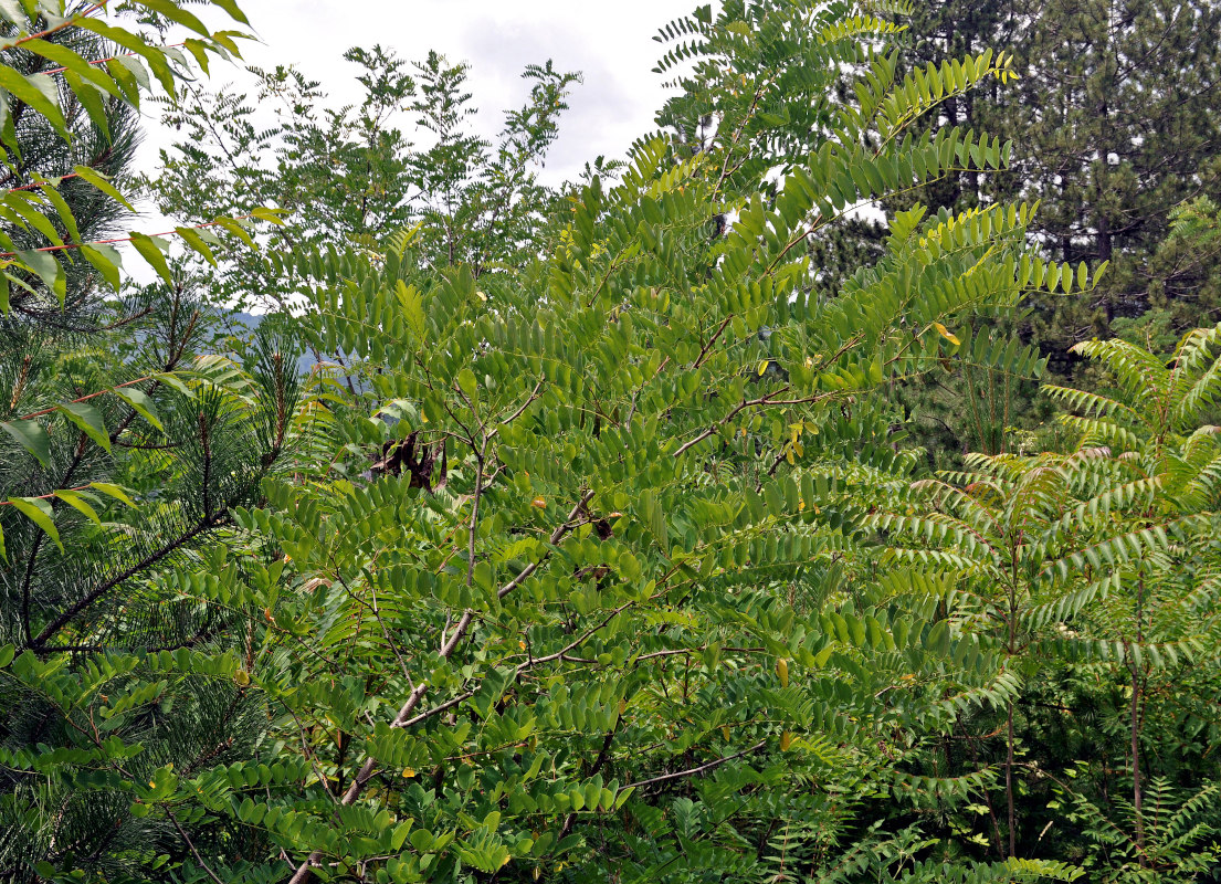Изображение особи Robinia pseudoacacia.