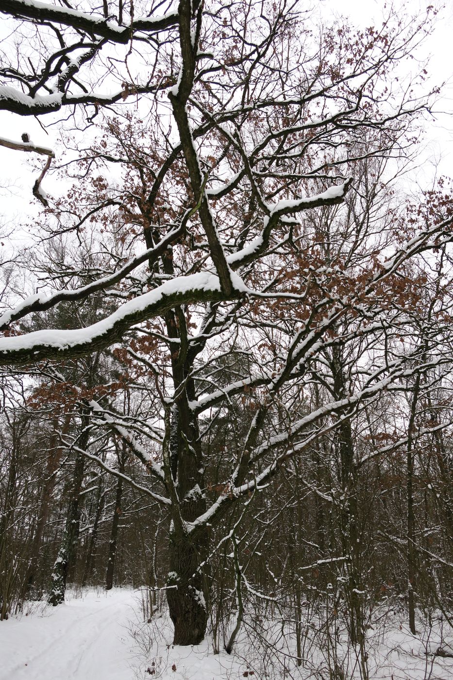 Image of Quercus robur specimen.