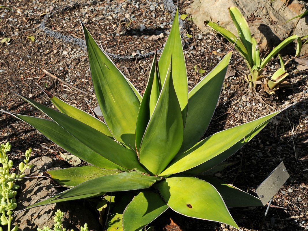 Изображение особи Agave chazaroi.