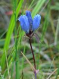 Gentiana triflora. Верхушка побега с соцветием. Иркутская обл., Слюдянский р-н, окр. мыса Шаманский, обочина тропы между склоном сопки и заливным лугом. 30.08.2019.