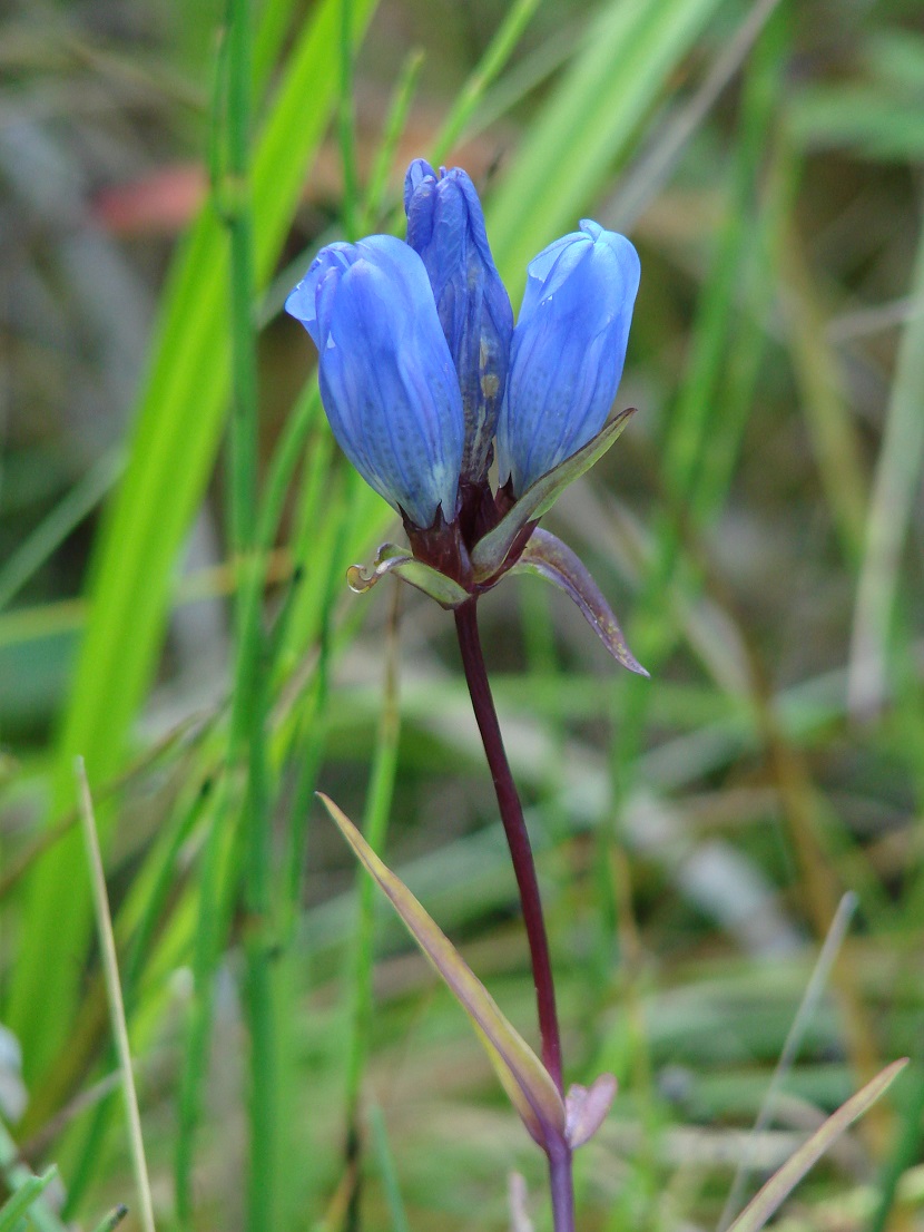 Image of Gentiana triflora specimen.