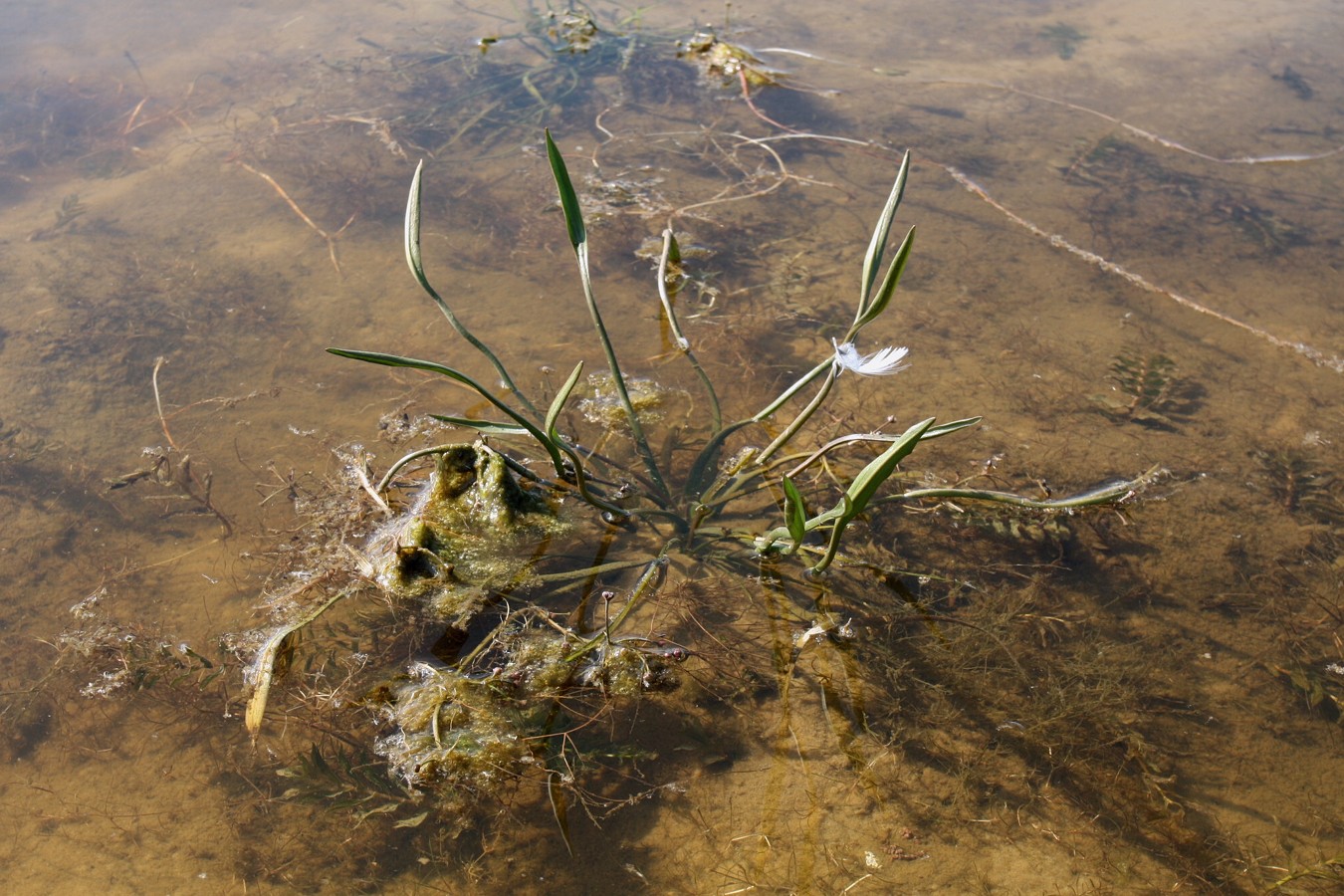 Image of Alisma gramineum specimen.