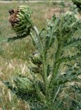Carduus nutans