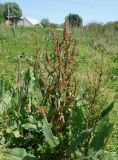 род Rumex. Цветущее растение. Кыргызстан, Чуйская обл., западная окр. с. Восток, заросший пустырь. 21.05.2019.