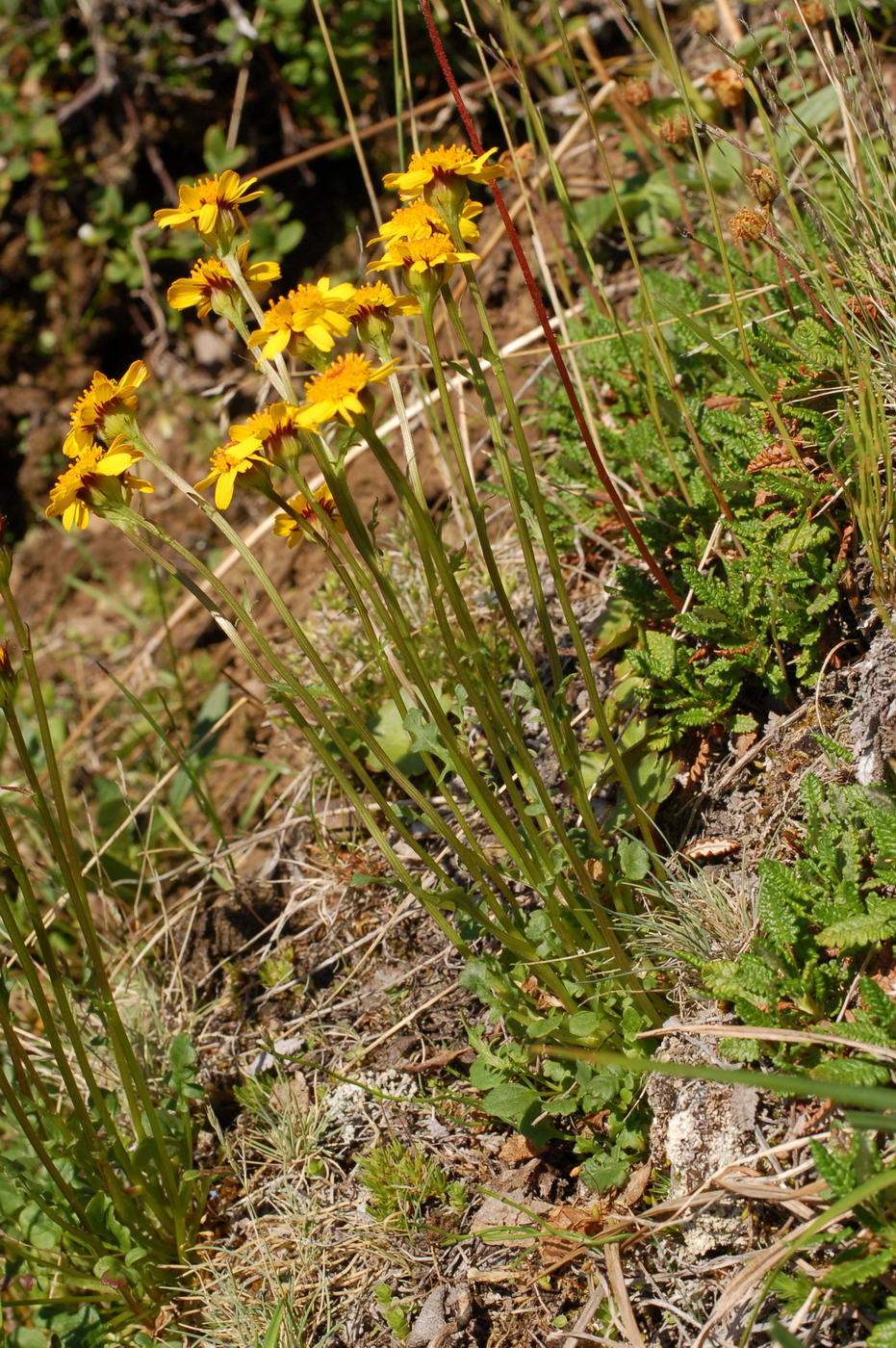 Изображение особи Tephroseris heterophylla.