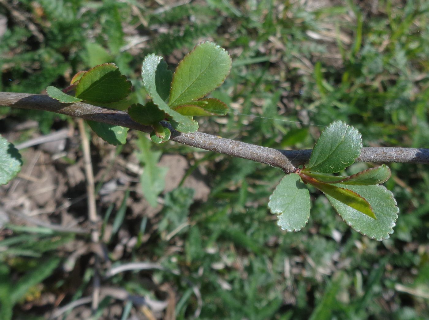 Image of Chaenomeles japonica specimen.