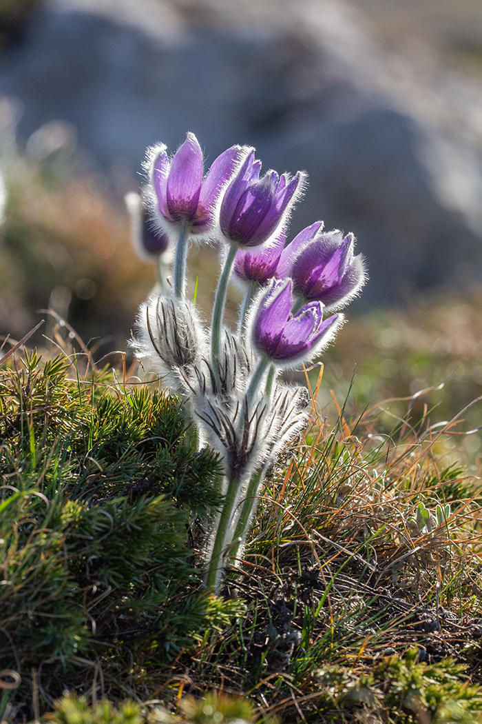 Image of Pulsatilla taurica specimen.